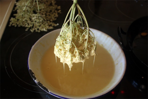 Elderflower Fritters in Beer Batter