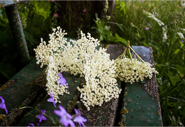 Elderflower Heads Elderflower Umbels