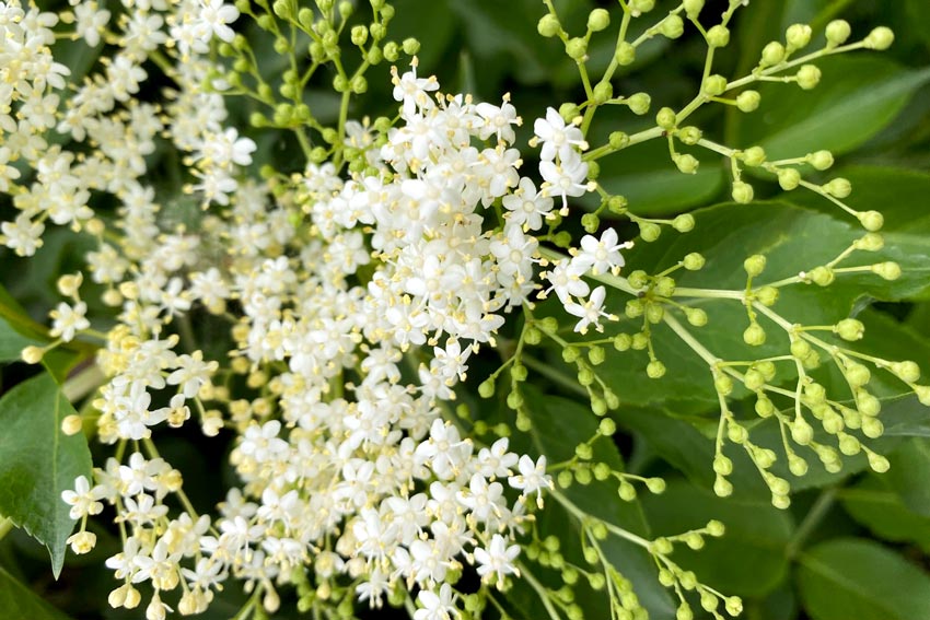 Elderflower umble