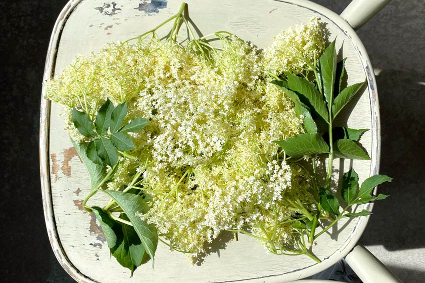 20 elderflower umbles