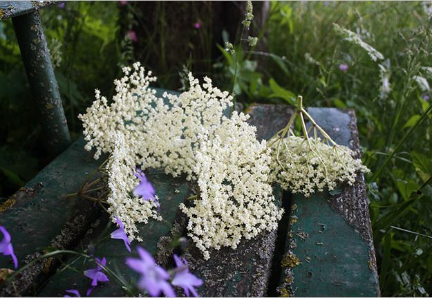 Elderflowers for Elderflower Fritters