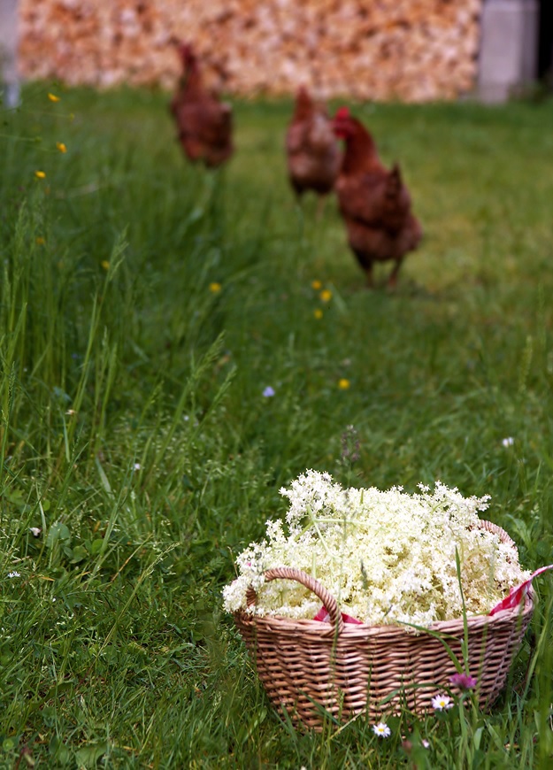 Elderflowers for Elderflower Syrup Recipe