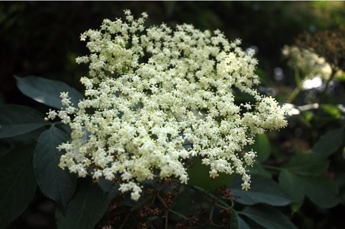 Elderflowers