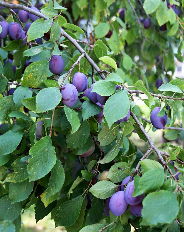 Italian plums damsons