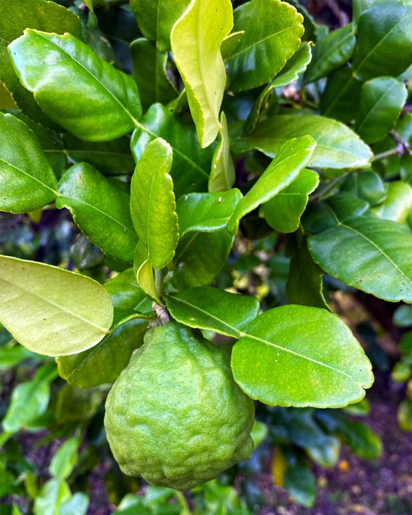 Kaffir lime tree