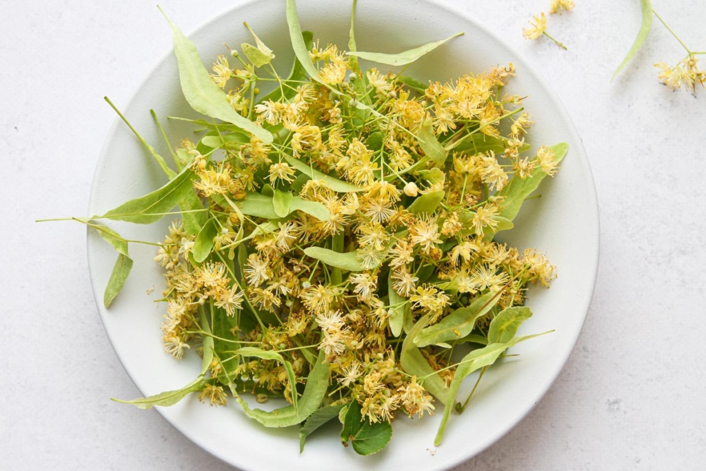 Linden flowers for making linden flower syrup