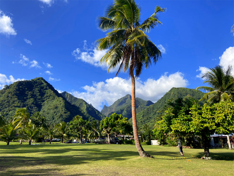 palm tree with mountains