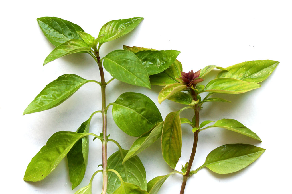 Fresh Thai Basil