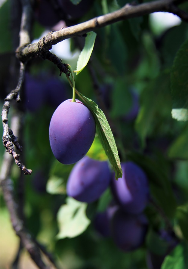 damson plums Italian prune plums