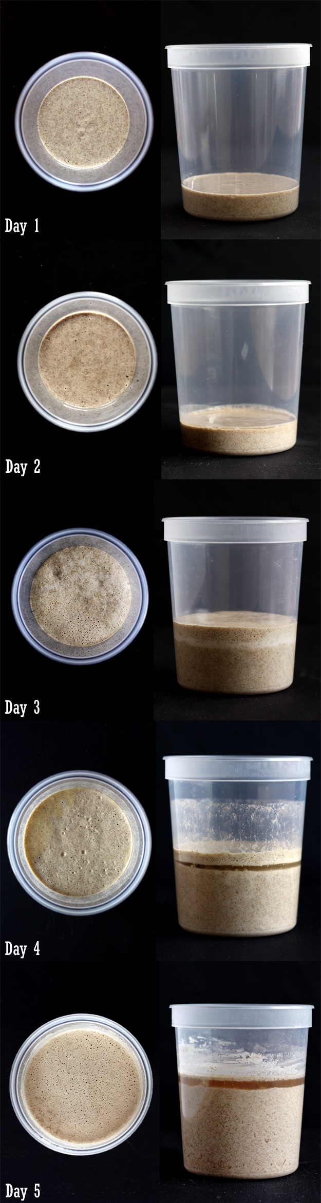how to make a sourdough starter from scratch